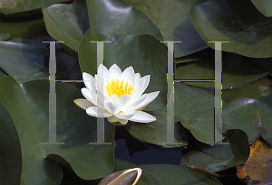 Picture of Nymphaea  'Queen of the Whites'