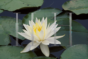 Picture of Nymphaea  'Virginia'