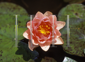 Picture of Nymphaea  'Berit Strawn'