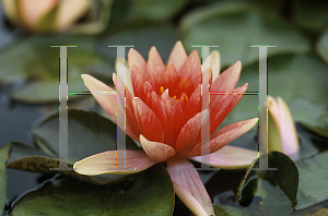 Picture of Nymphaea  'Charlie's Choice'