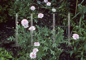 Picture of Argyranthemum frutescens 'Mary Cheek'