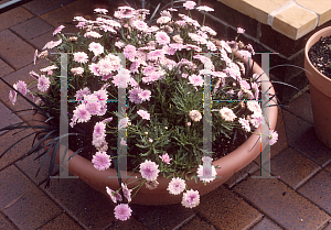 Picture of Argyranthemum x hybrida 'Summer Melody'