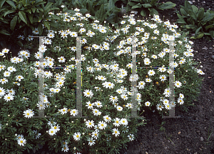 Picture of Argyranthemum x hybrida 'Sugar Baby'