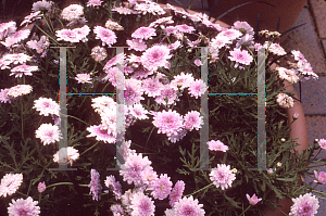 Picture of Argyranthemum x hybrida 'Summer Melody'