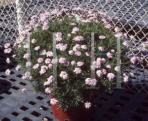 Picture of Argyranthemum x hybrida 'Summer Stars Pink'