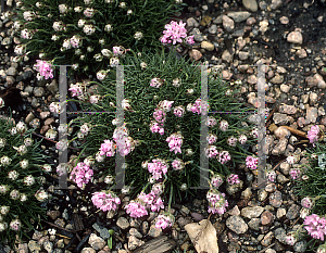 Picture of Armeria  'Victor Reiter'