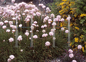Picture of Armeria welwitschii 