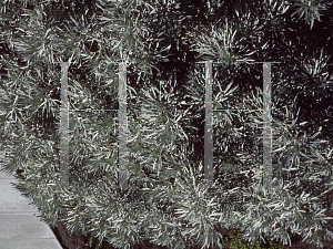 Picture of Artemisia arborescens 