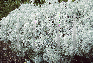 Picture of Artemisia arborescens 