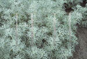 Picture of Artemisia armeniaca 