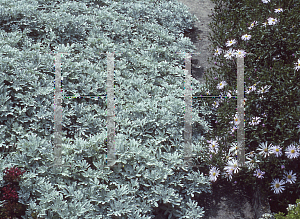 Picture of Artemisia stelleriana 'Silver Brocade'