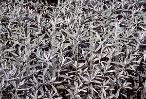 Picture of Artemisia ludoviciana 