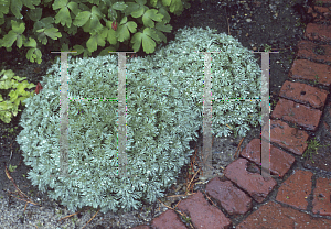 Picture of Artemisia schmidtiana 'Nana'