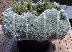 Picture of Artemisia schmidtiana 'Silver Mound'