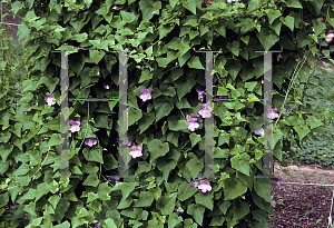 Picture of Asarina scandens 'Mystic Pink'