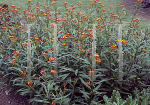 Picture of Asclepias curassavica 'Silky Deep Red'