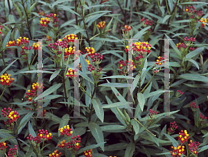 Picture of Asclepias curassavica 'Silky Deep Red'