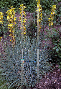 Picture of Asphodeline lutea 'Yellow Candles'