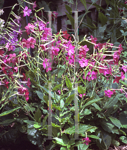 Picture of Nicotiana x sanderae 'Heaven Scent Mix'