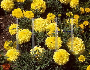 Picture of Tagetes erecta 'Inca II'