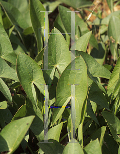 Picture of Sagittaria latifolia 