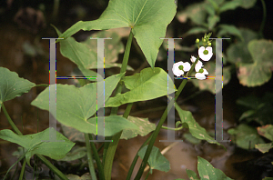 Picture of Sagittaria latifolia 'Bloomin' Baby'