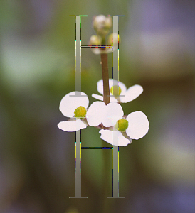 Picture of Sagittaria latifolia 'Bloomin' Baby'
