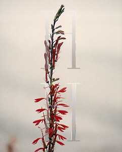 Picture of Lobelia cardinalis 