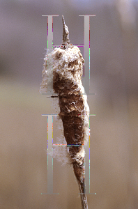 Picture of Typha latifolia 