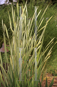 Picture of Typha japonica 'Variegata'