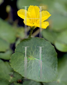 Picture of Nymphoides peltata 