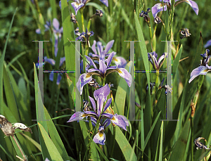 Picture of Iris versicolor 
