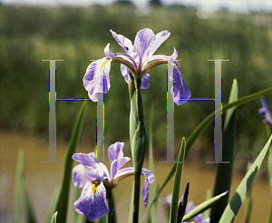 Picture of Iris versicolor 