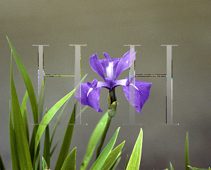 Picture of Iris laevigata 'Cobalt Blue'