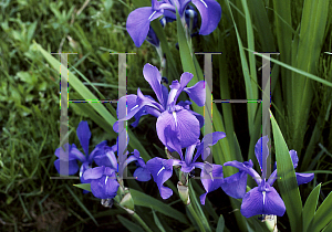 Picture of Iris laevigata 'Cobalt Blue'