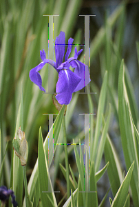 Picture of Iris laevigata 'Variegata'