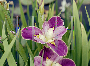 Picture of Iris louisiana hybrids 