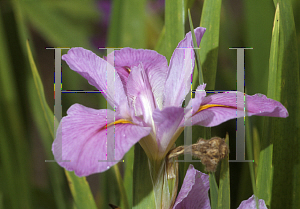 Picture of Iris louisiana hybrids 'Bayou Shadow'