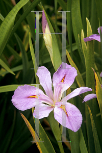 Picture of Iris louisiana hybrids 'Bayou Shadow'