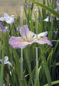 Picture of Iris louisiana hybrids 'Delta Dawn'