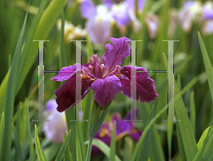 Picture of Iris louisiana hybrids 'Freddie Boy'