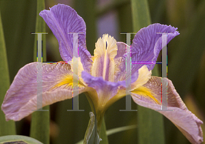 Picture of Iris louisiana hybrids 'Justa Reflection'