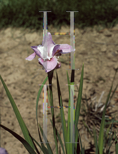 Picture of Iris sibirica 'Pink Haze'
