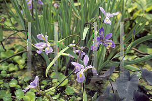 Picture of Iris virginica 'Purple Fan'