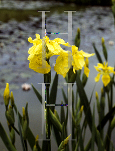 Picture of Iris pseudacorus 'Flore-Plena'