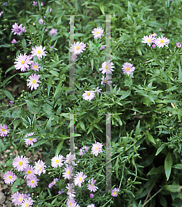 Picture of Symphyotrichum novae-angliae 'Benary's Giant'