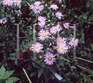 Picture of Aster amellus 'Pink Zenith'