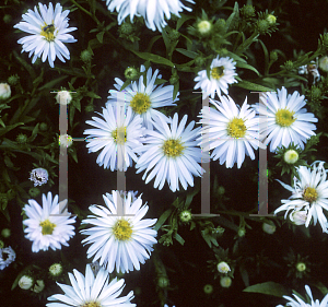 Picture of Aster x 'Kristina'