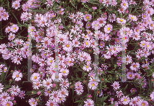 Picture of Symphyotrichum novae-angliae 'Harrington's Pink'