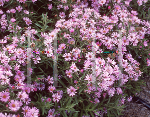 Picture of Symphyotrichum novae-angliae 'Harrington's Pink'